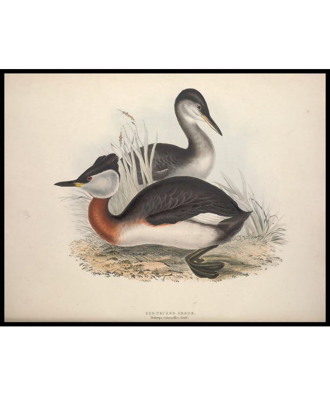 Podiceps Rubricollis Poster