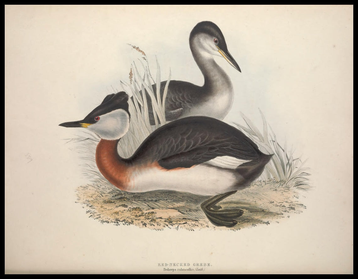 Podiceps Rubricollis Poster