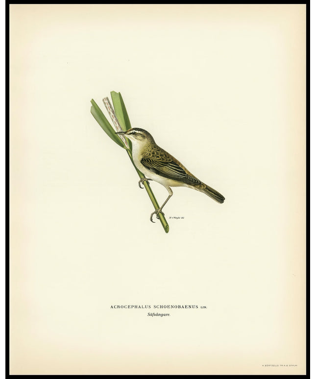 Acrocephalus Schoenobaenus Poster