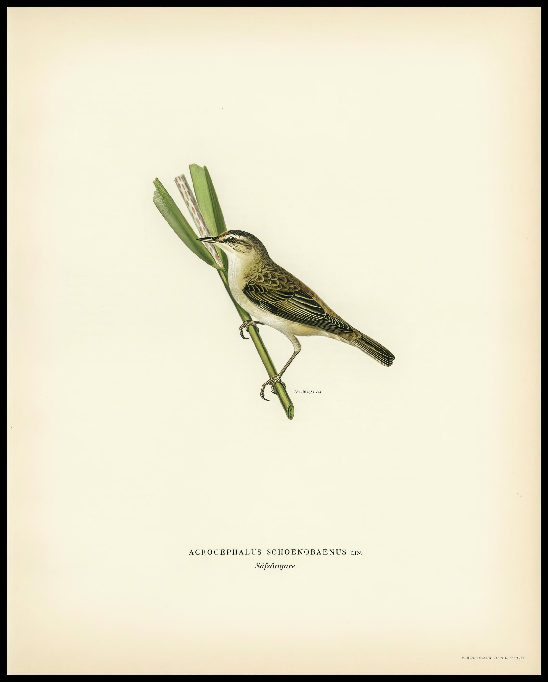 Acrocephalus Schoenobaenus Poster