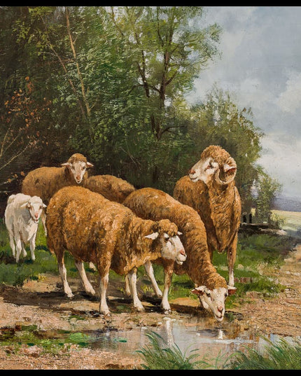 Schafe an der Tränke