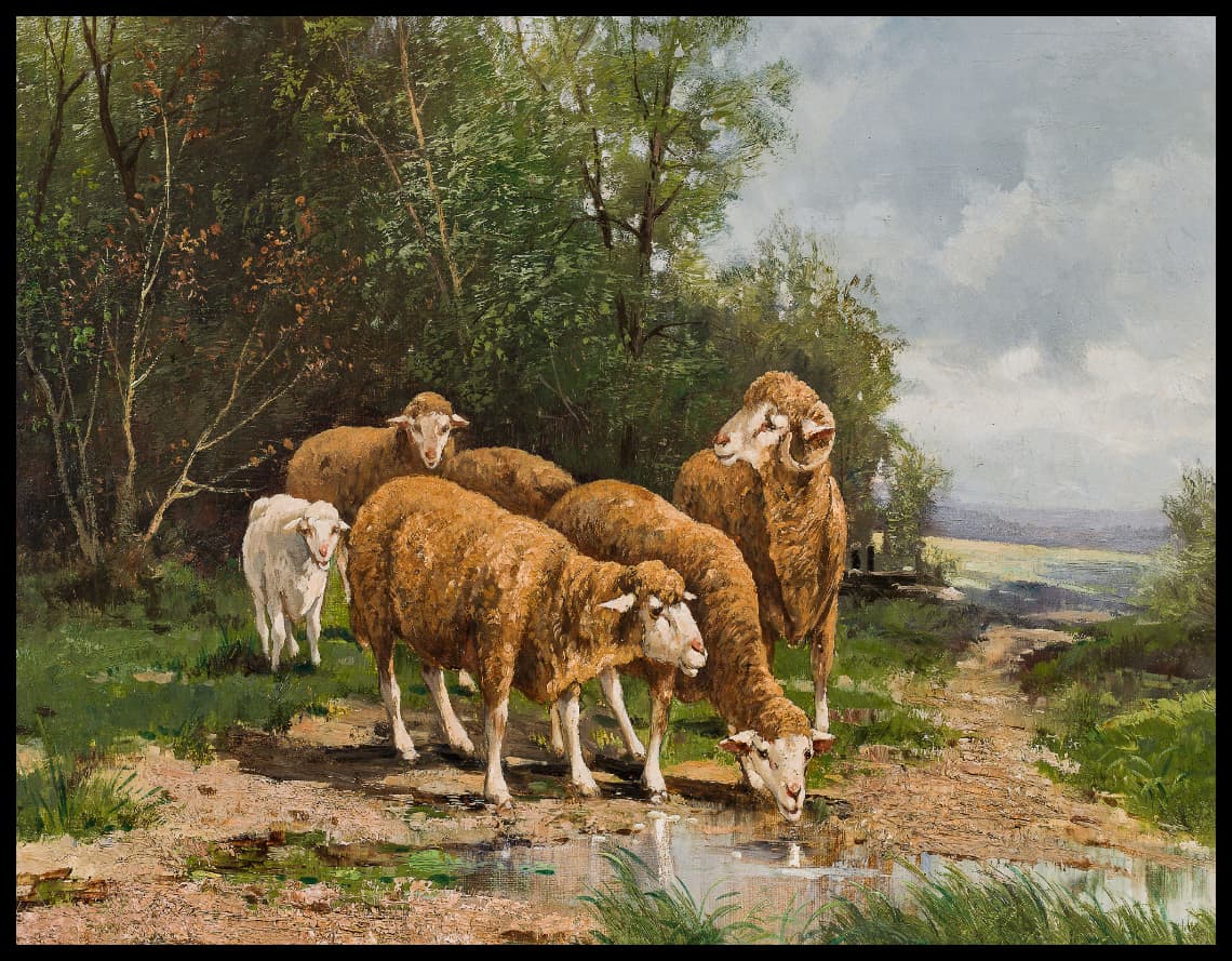 Sheep at the drinking trough