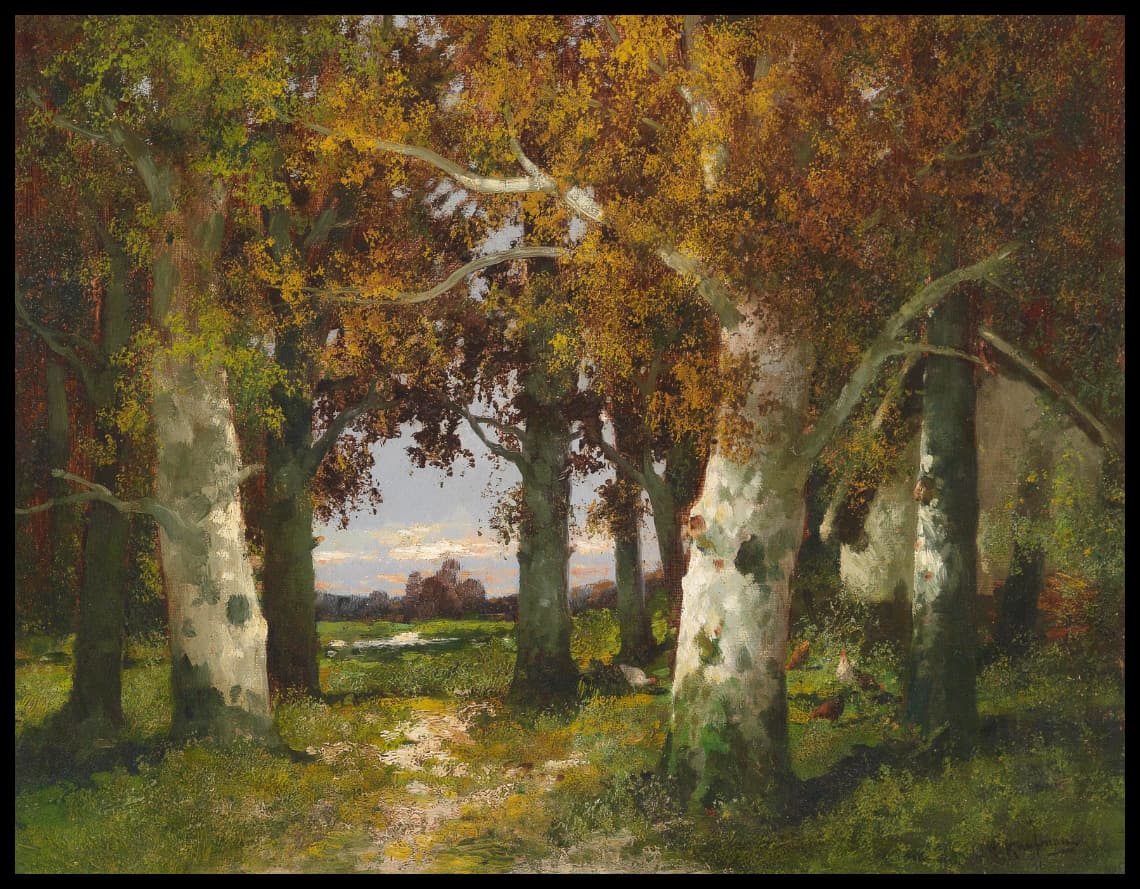 Forest landscape