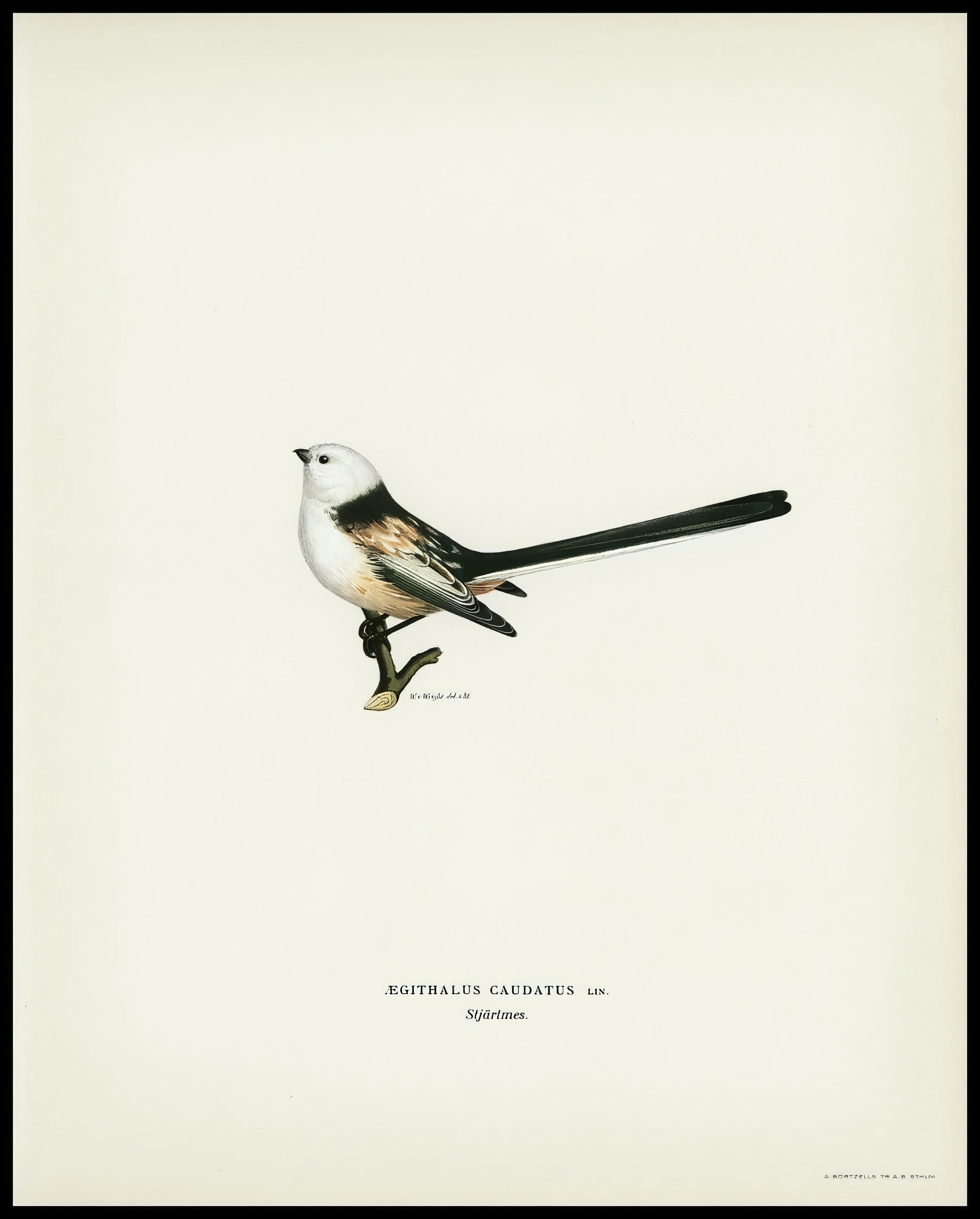 Aegithalus Caudatus Poster