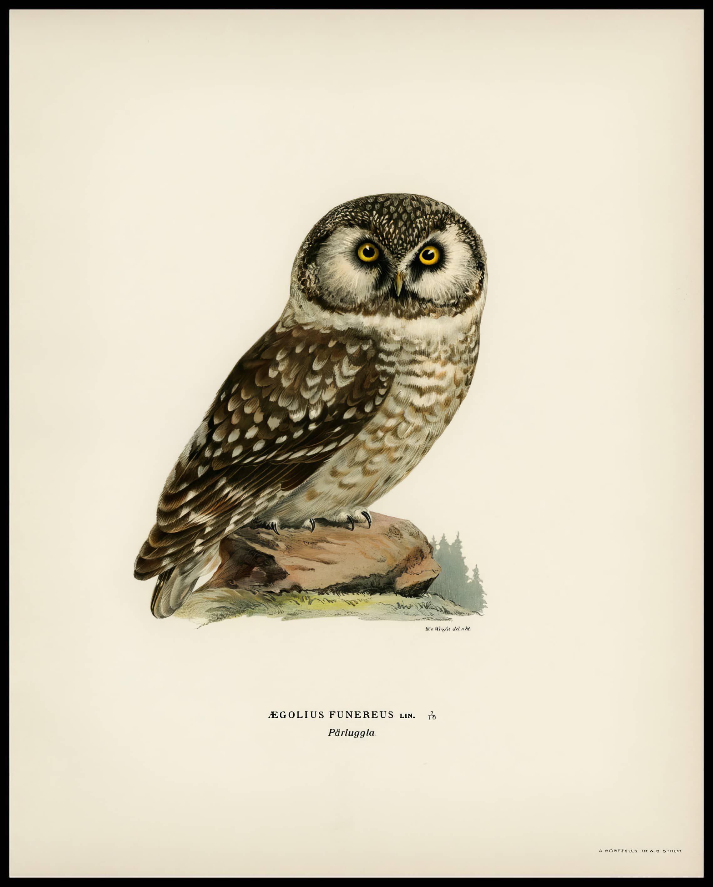 Aegolius Funereus Poster