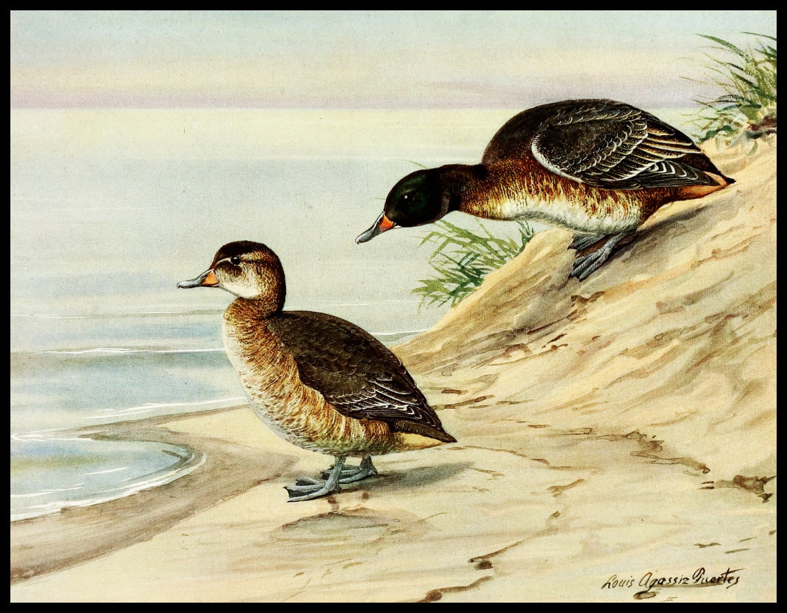 Cuckoo duck poster