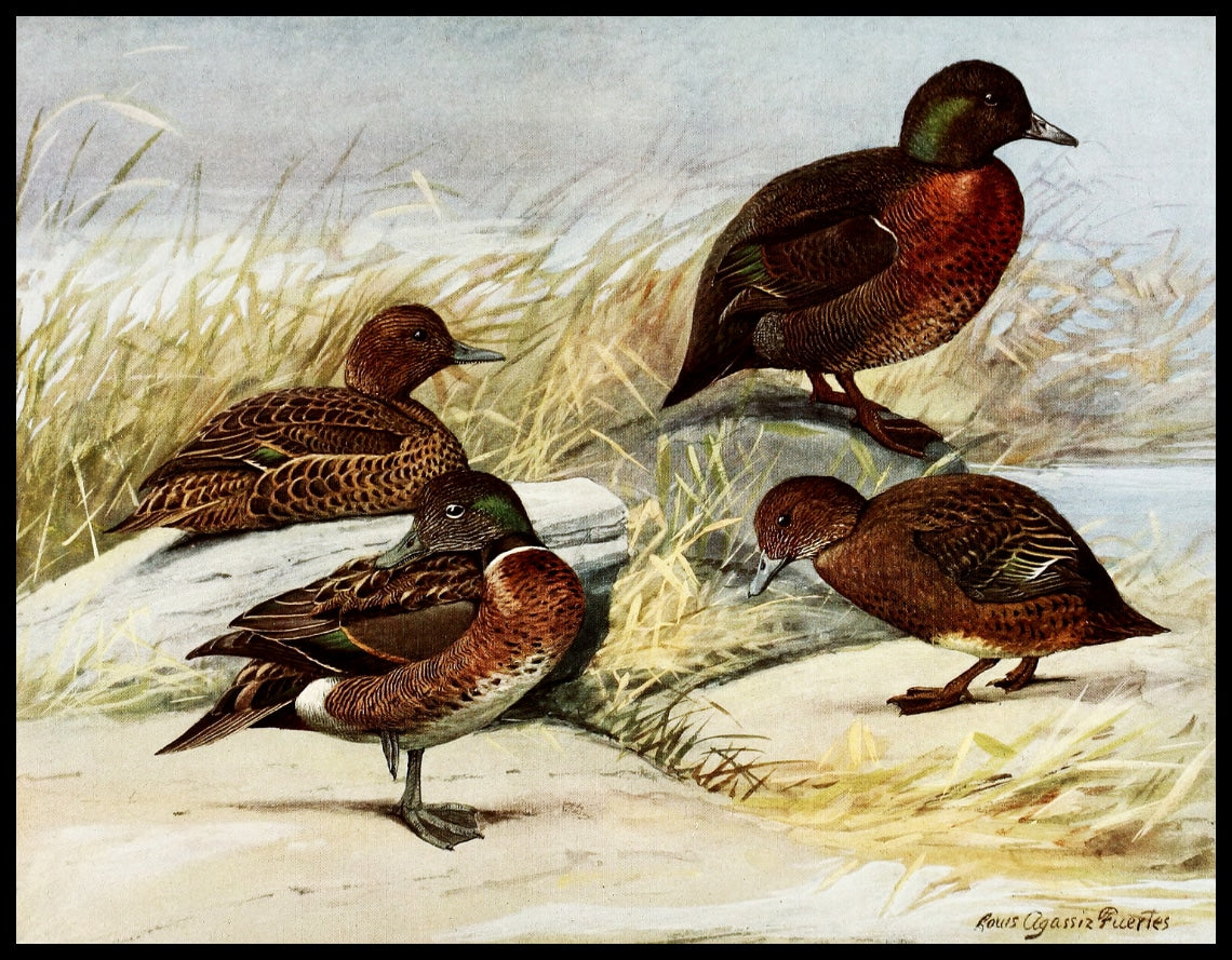 Brown ducks poster