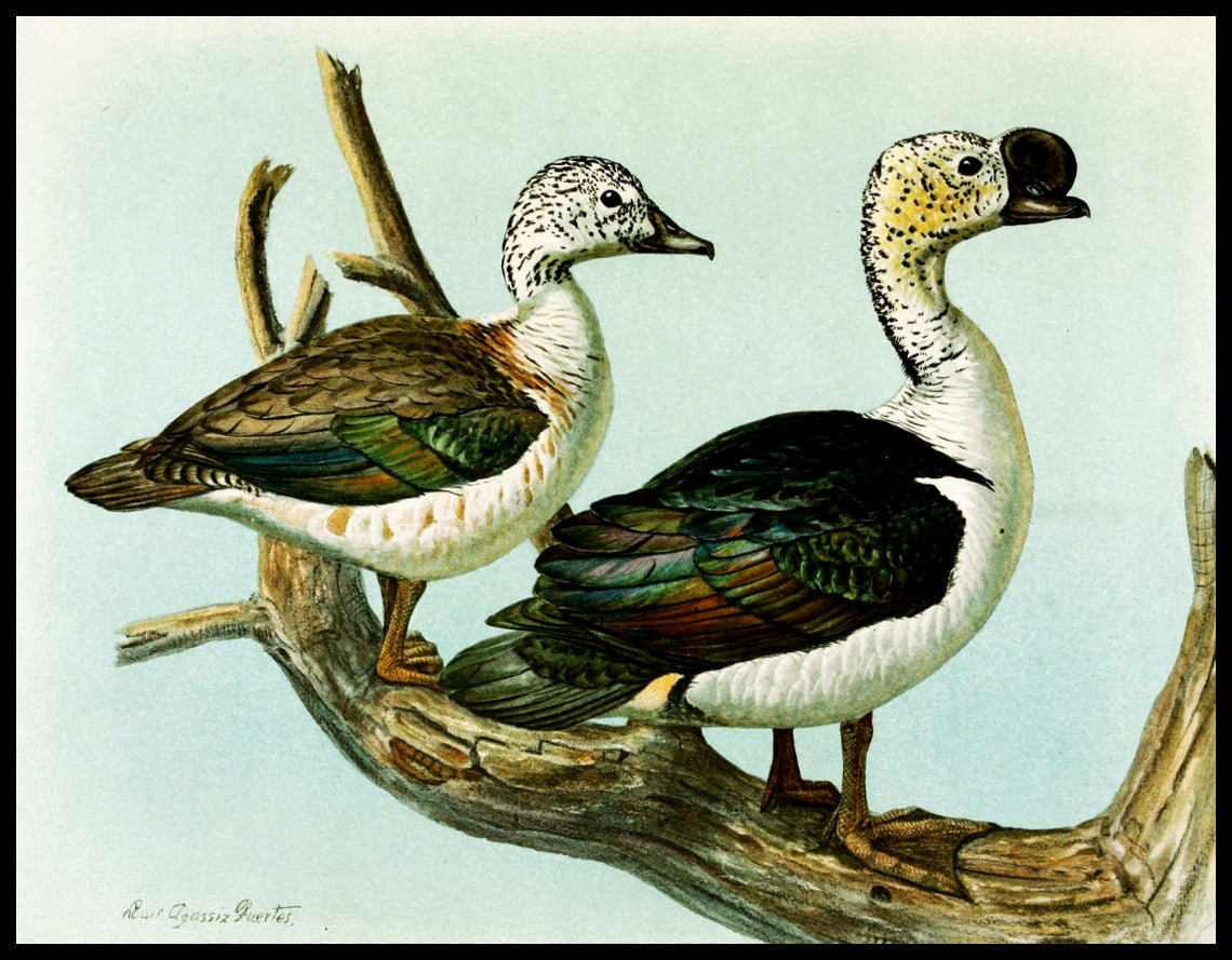 Sarcidiornis poster