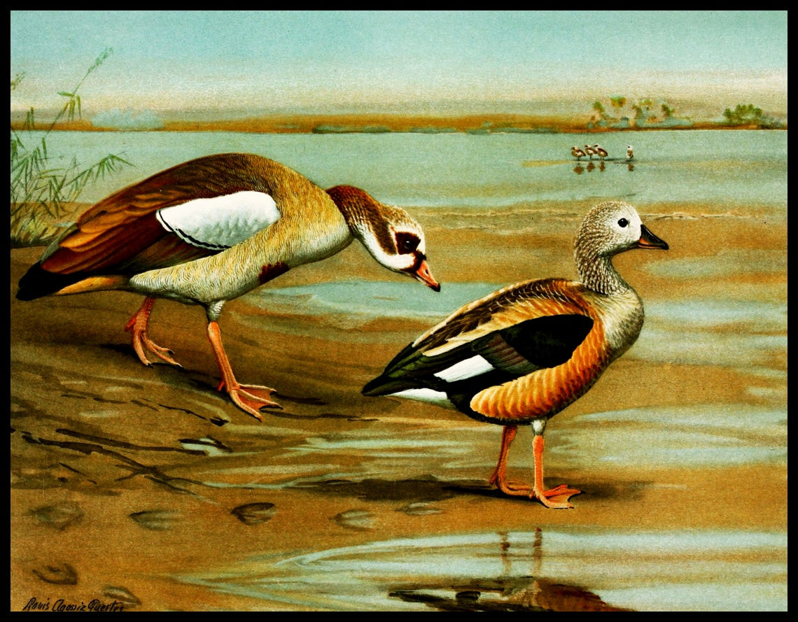 Nile Goose Poster