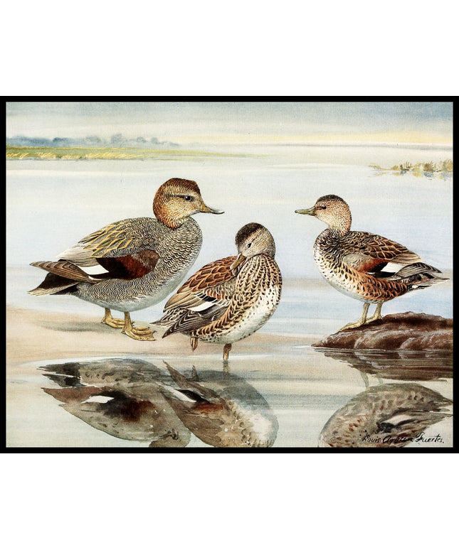 Schnatterente Poster