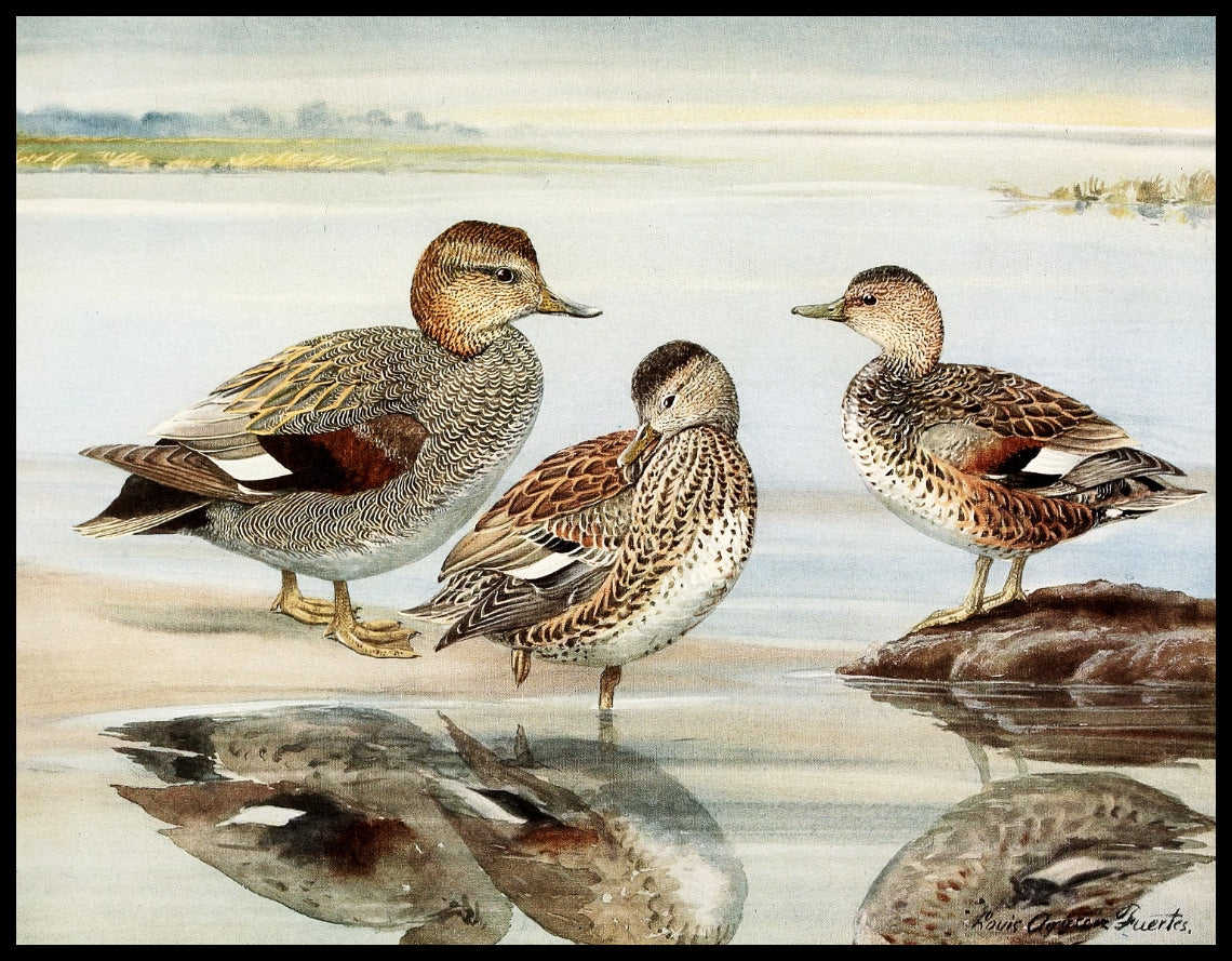 Gadwall poster