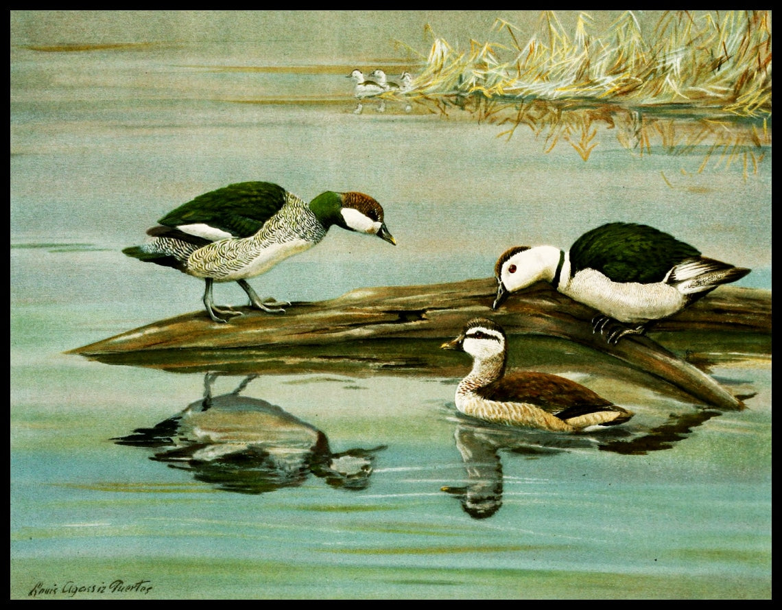 Emerald dwarf duck poster