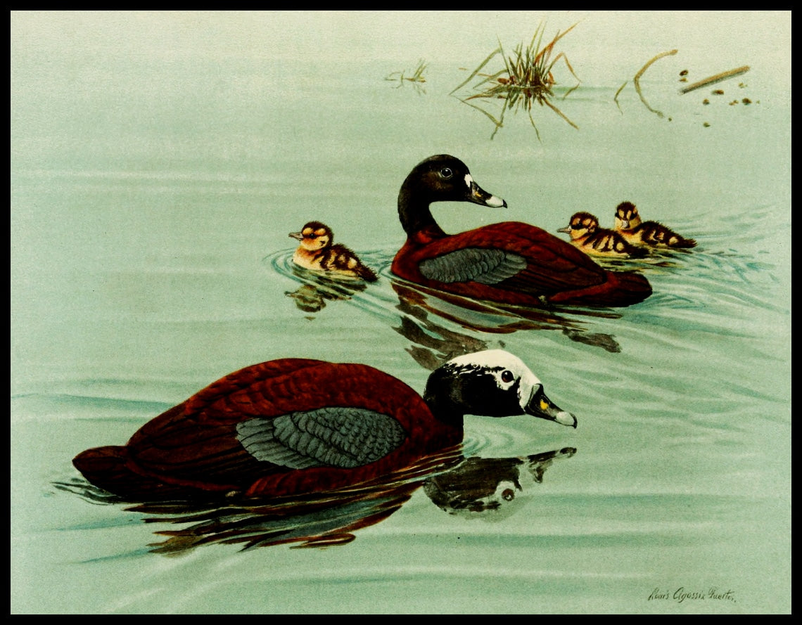 Hard-backed duck poster