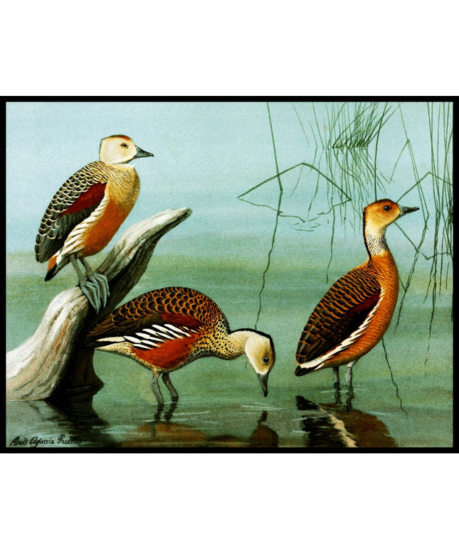 Javapfeifgans Poster