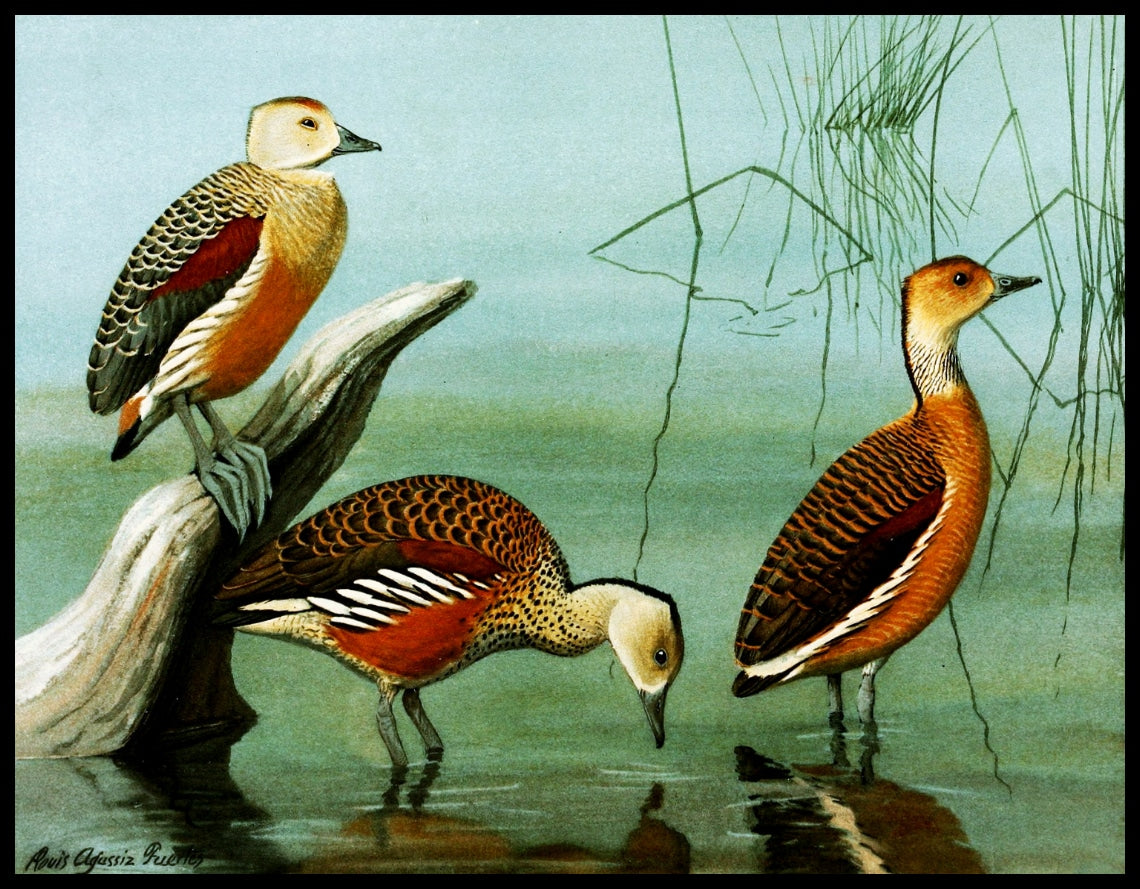Java Whistling Duck Poster