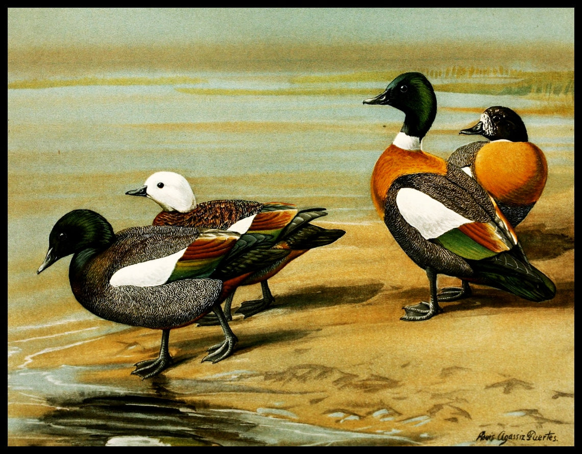 Fringillid Duck Poster