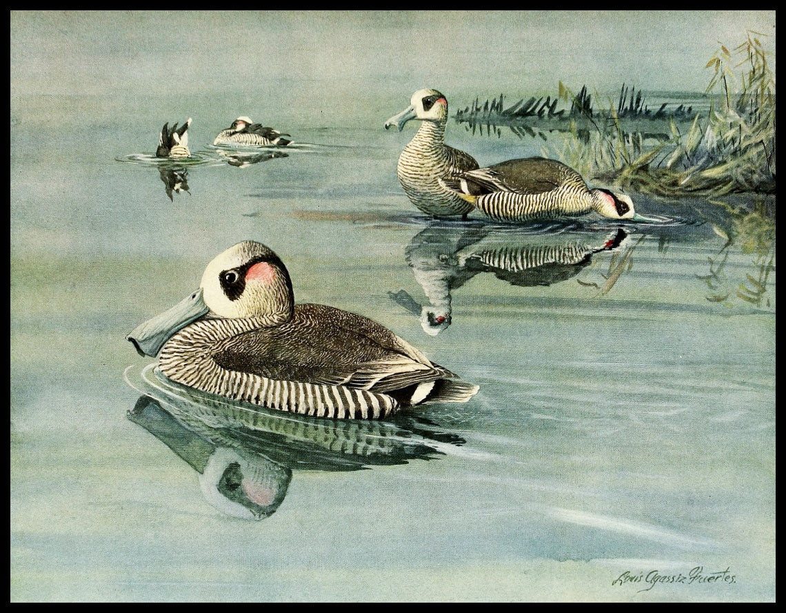 Rose-eared Duck Poster