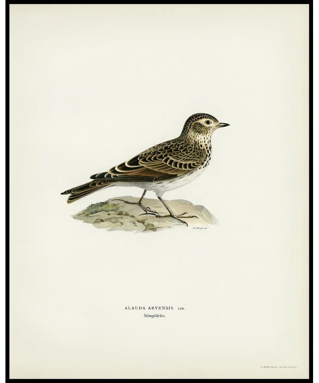 Alauda Arvensis Poster