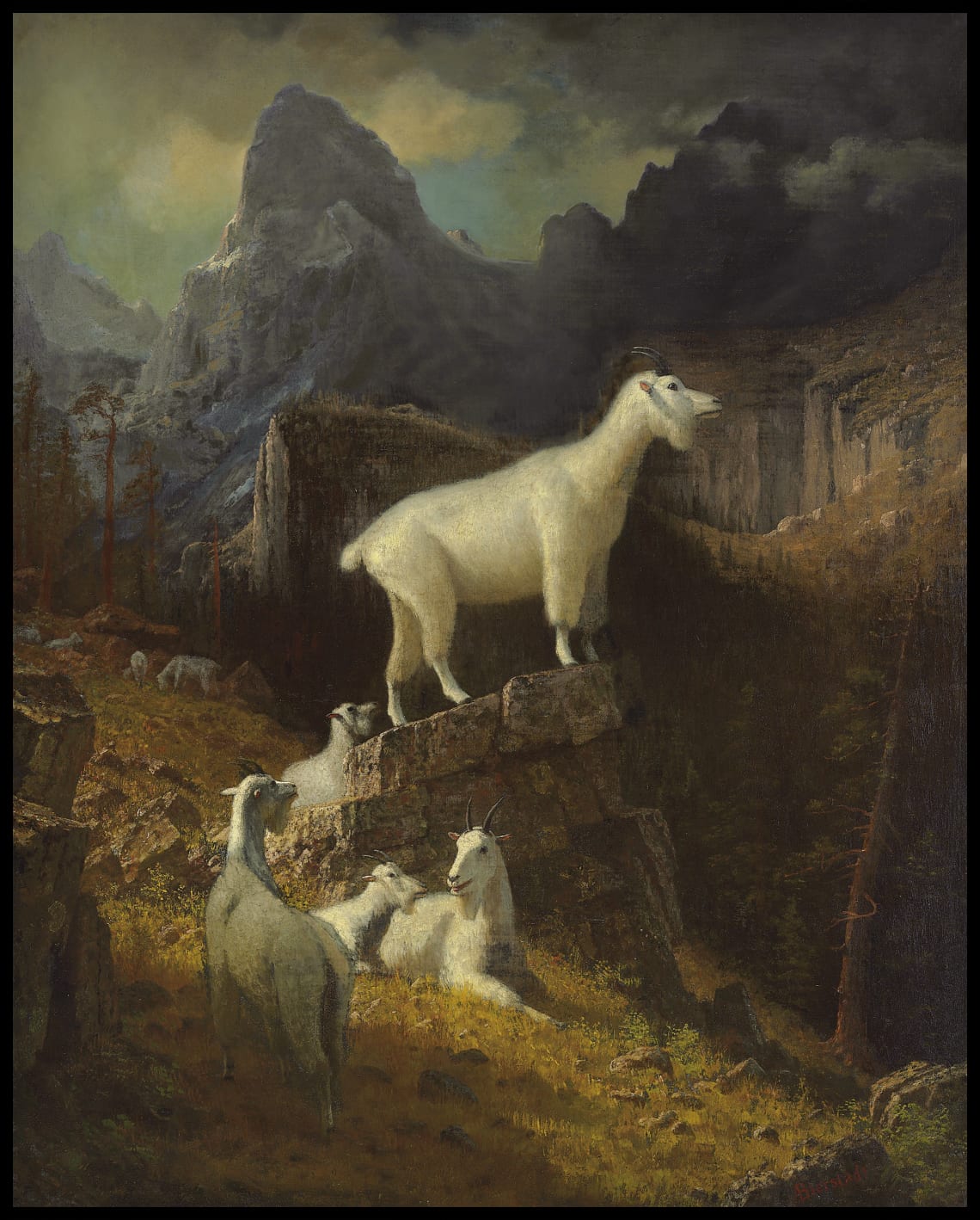 Les chèvres des Rocheuses