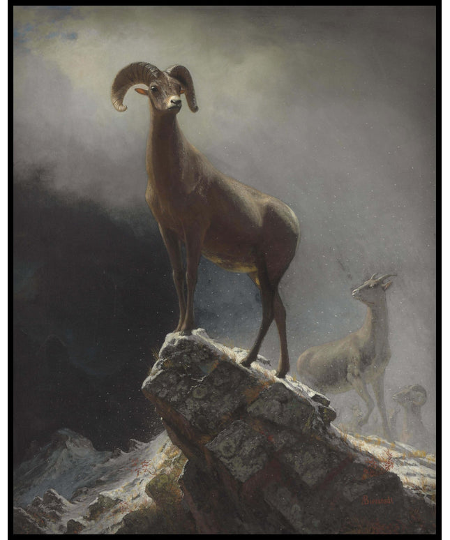 Rocky Mountain Sheep or Big Horn, Ovis, Montana