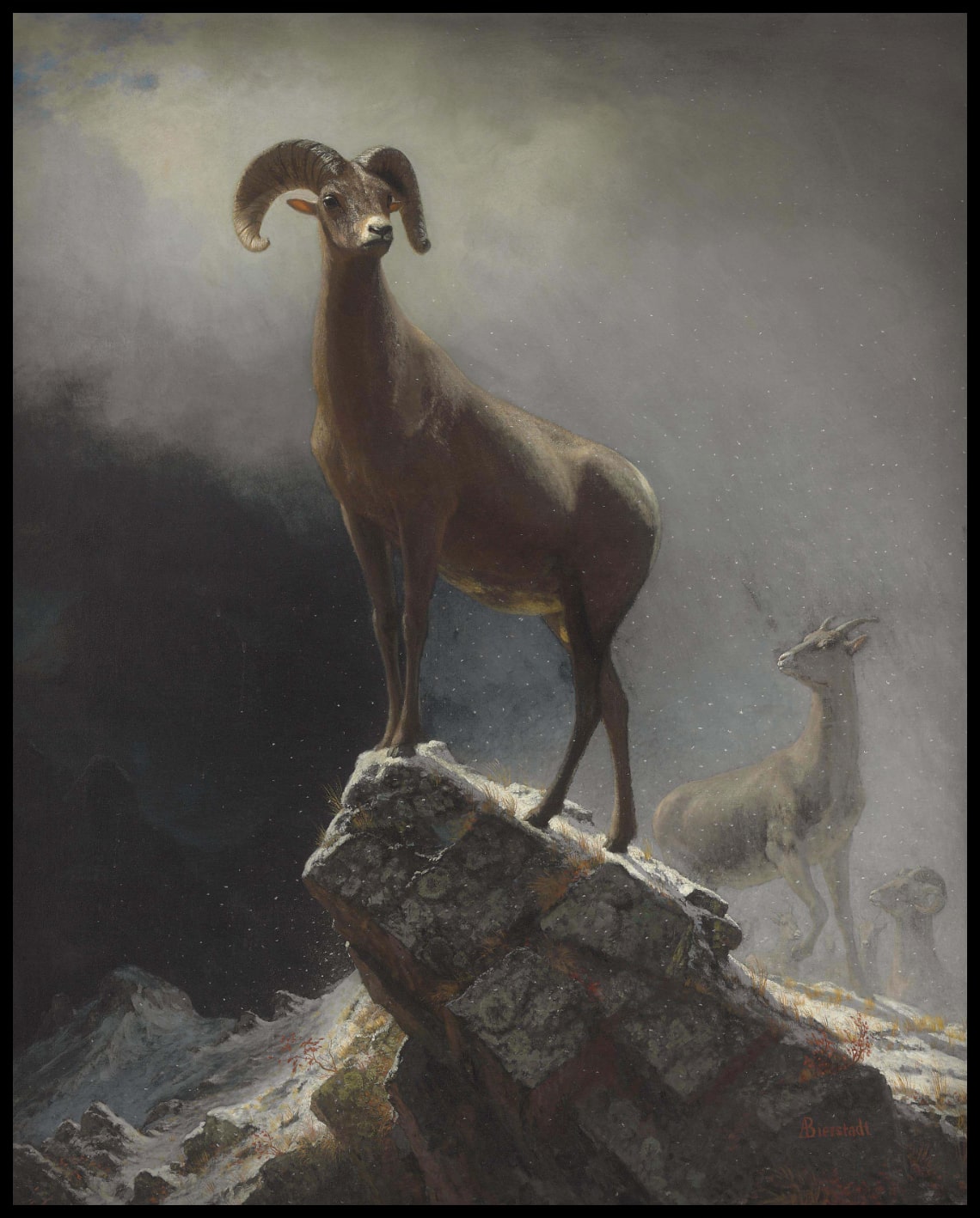Mouton des montagnes Rocheuses ou Big Horn, Ovis, Montana