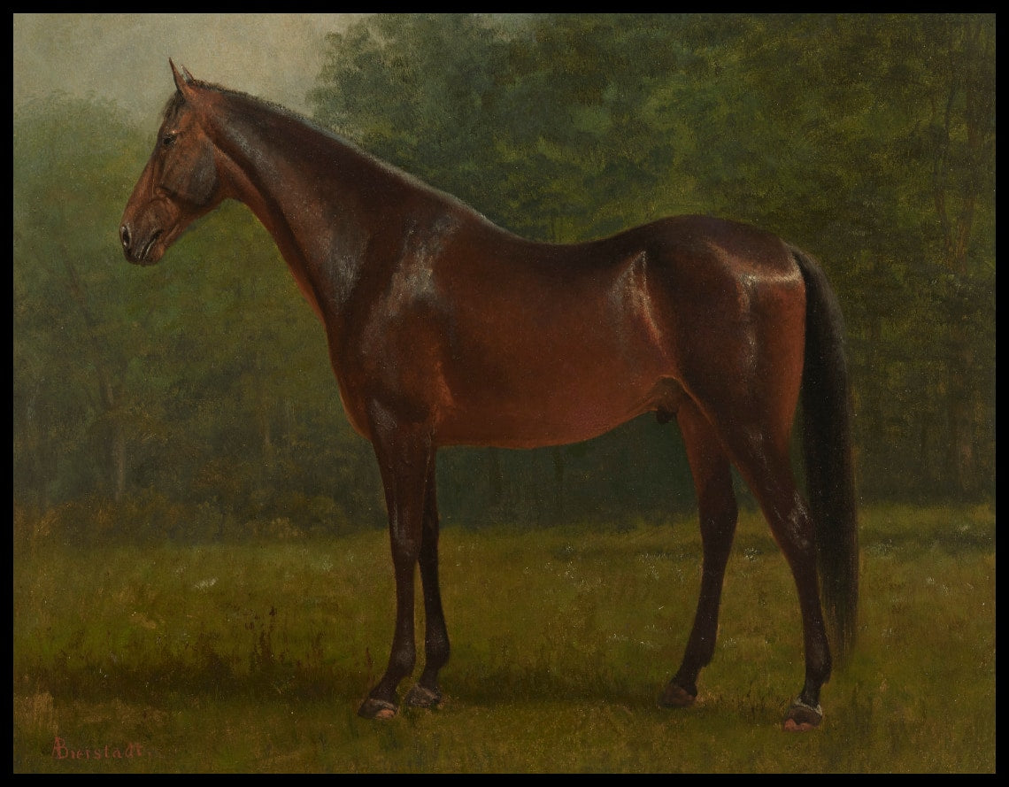 Thoroughbred