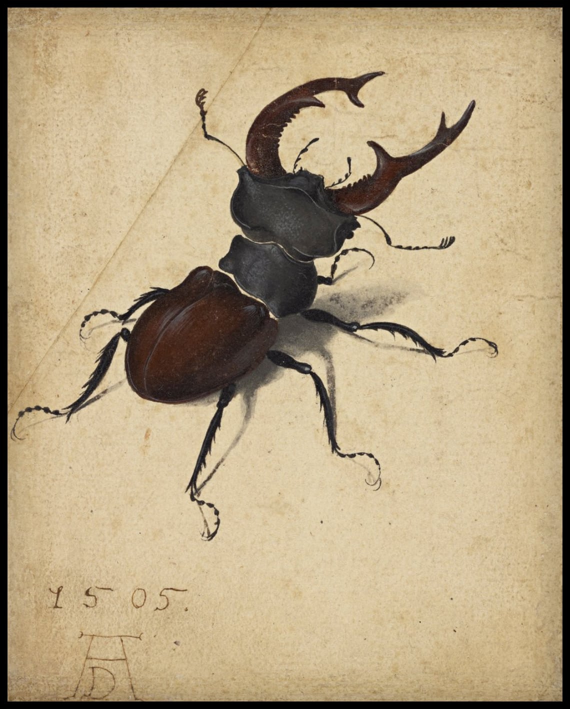 Hirschkäfer