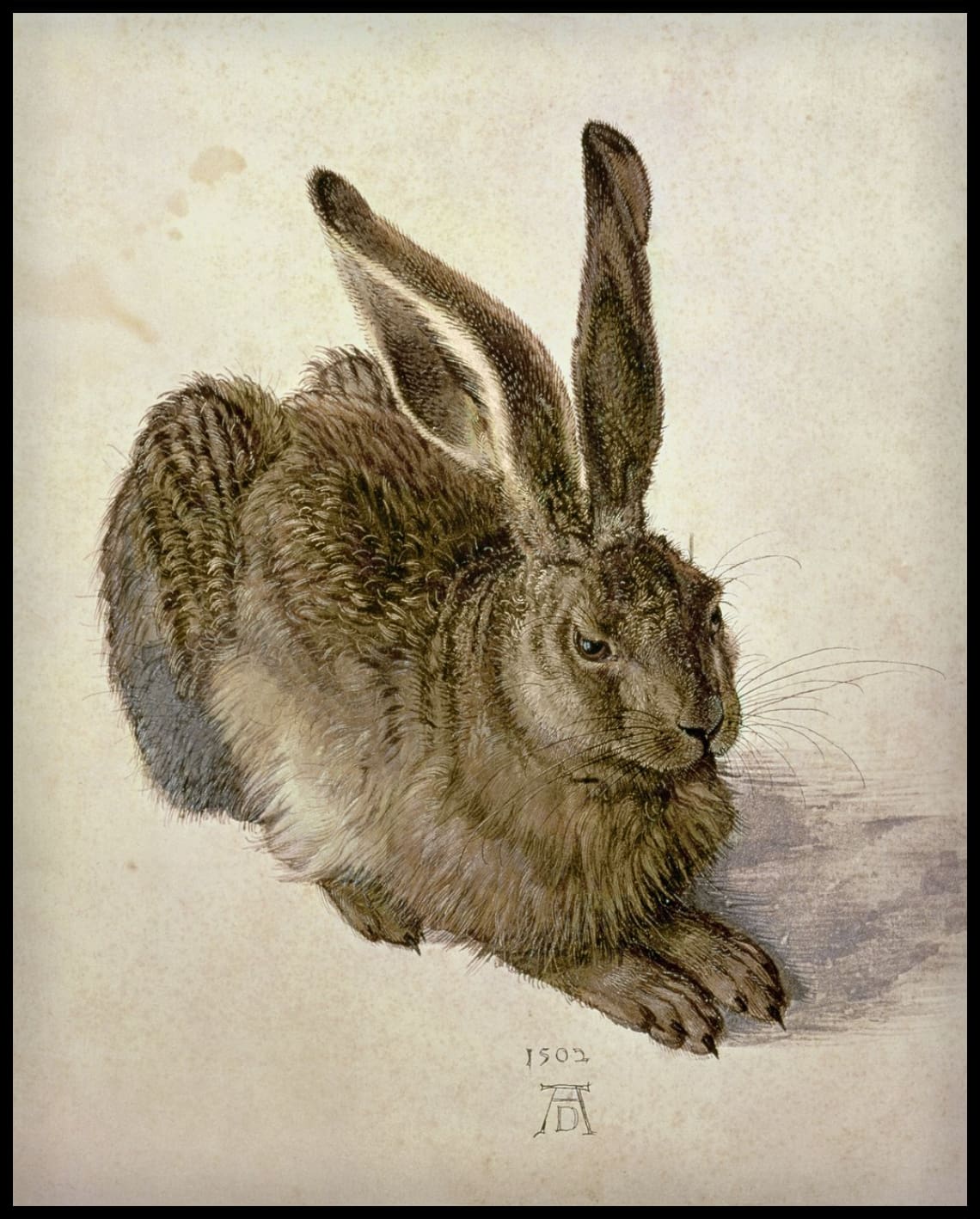 Junger Hase