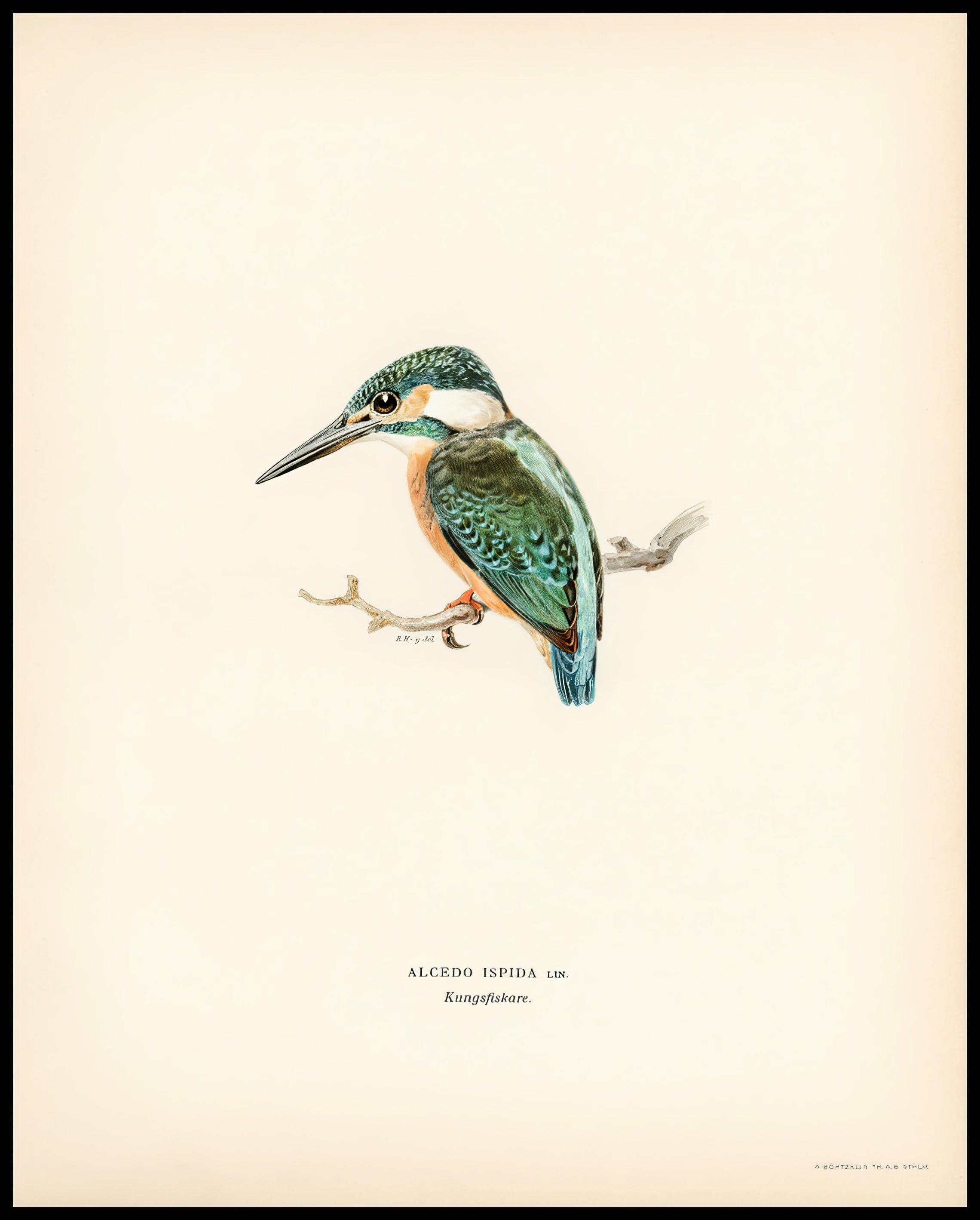 Alcedo Ispida Poster