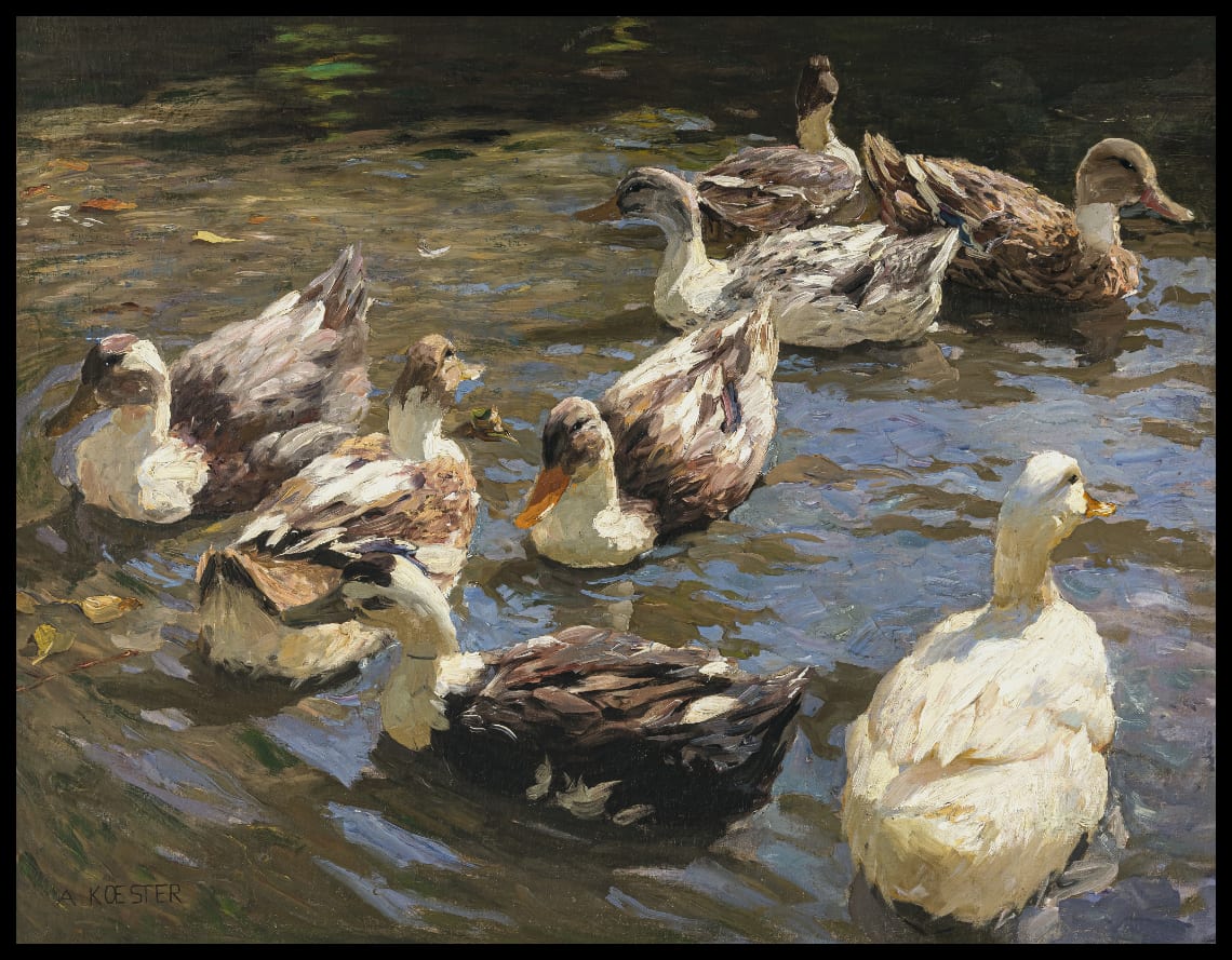 Eight ducks on the water