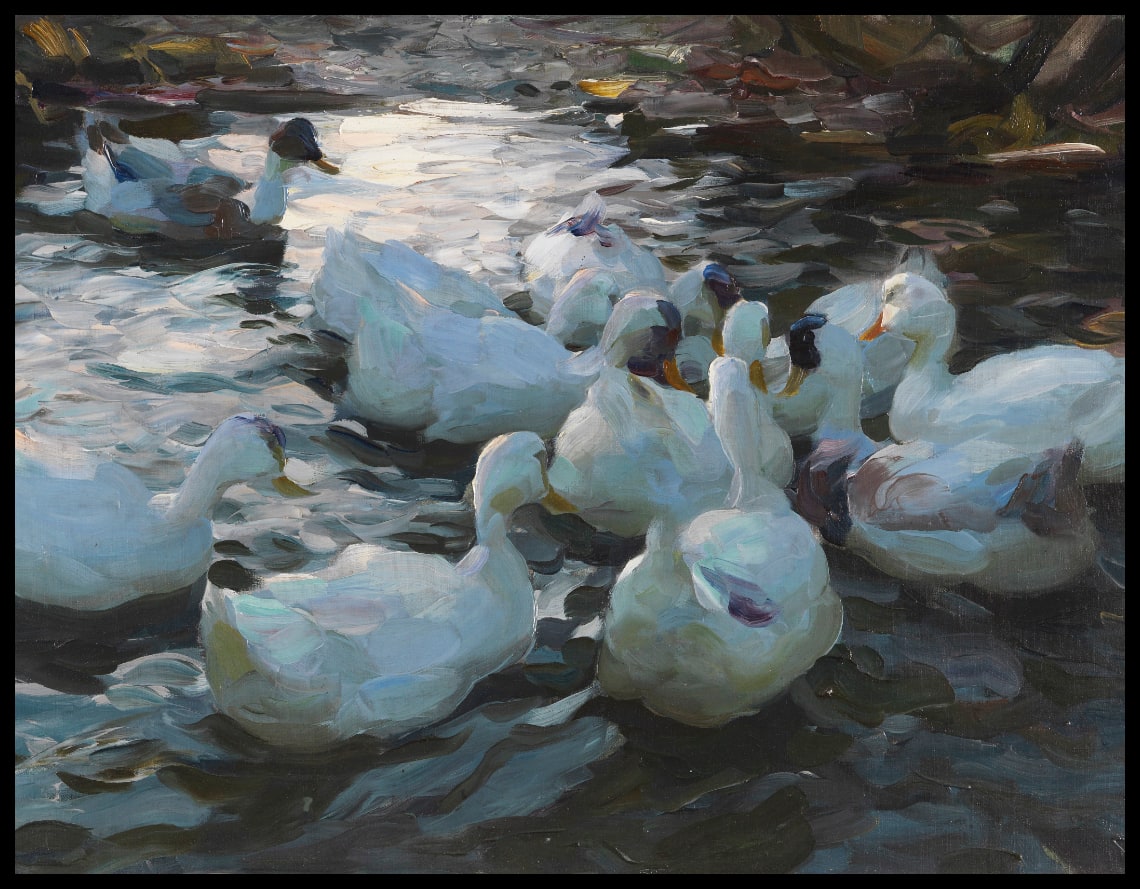 Eleven ducks in the water