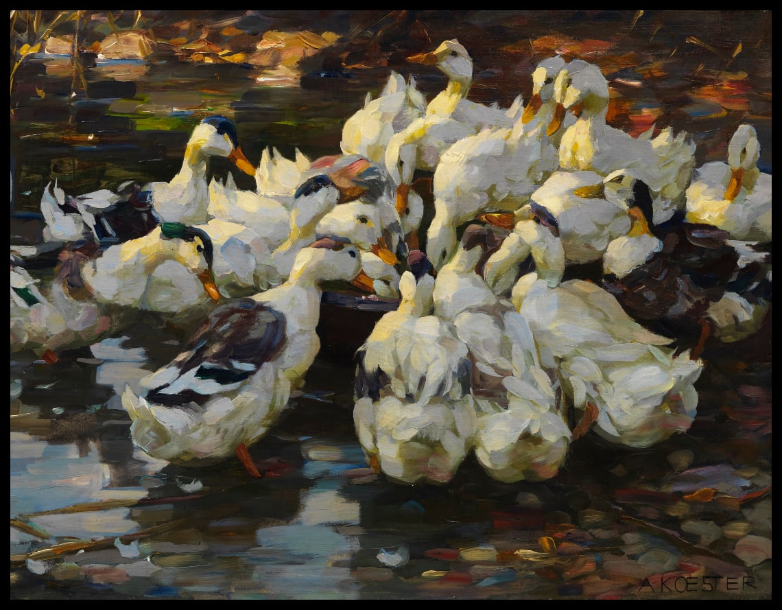 Ducks at the outdoor bowl