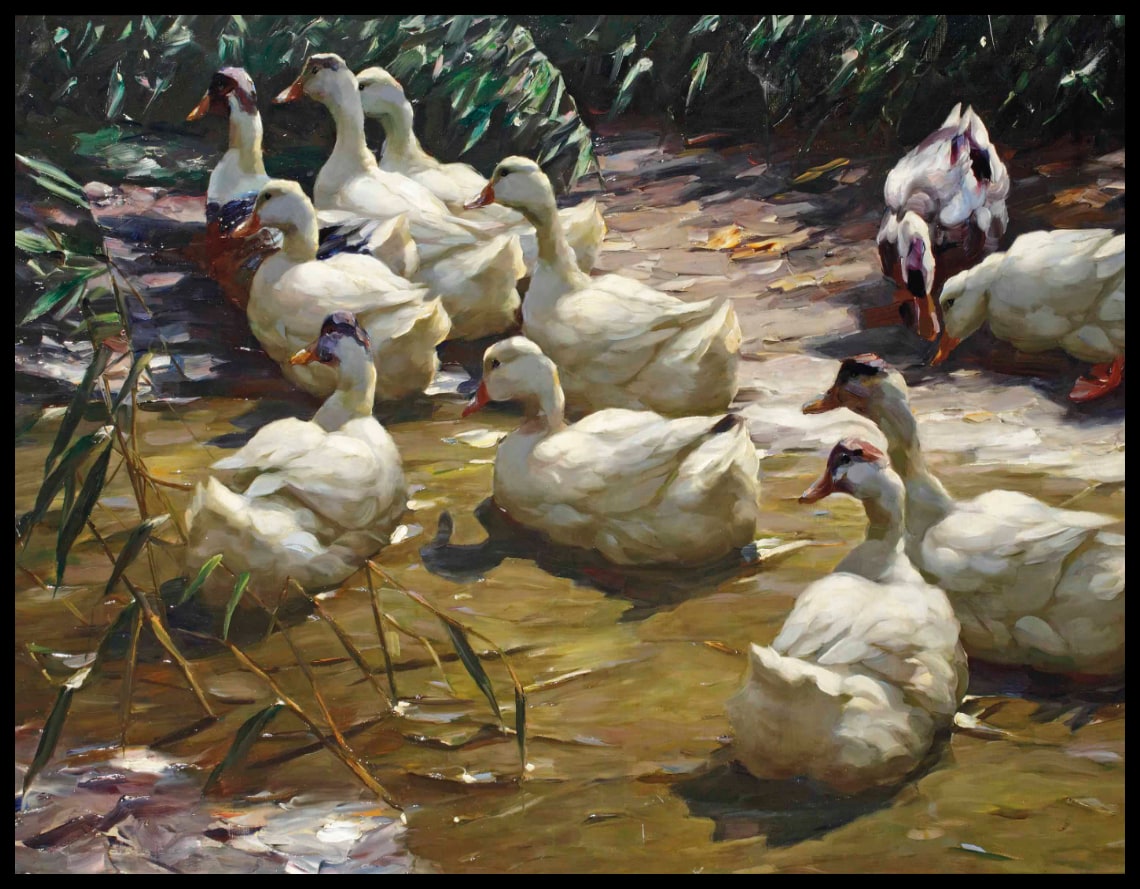 Ducks at the pond