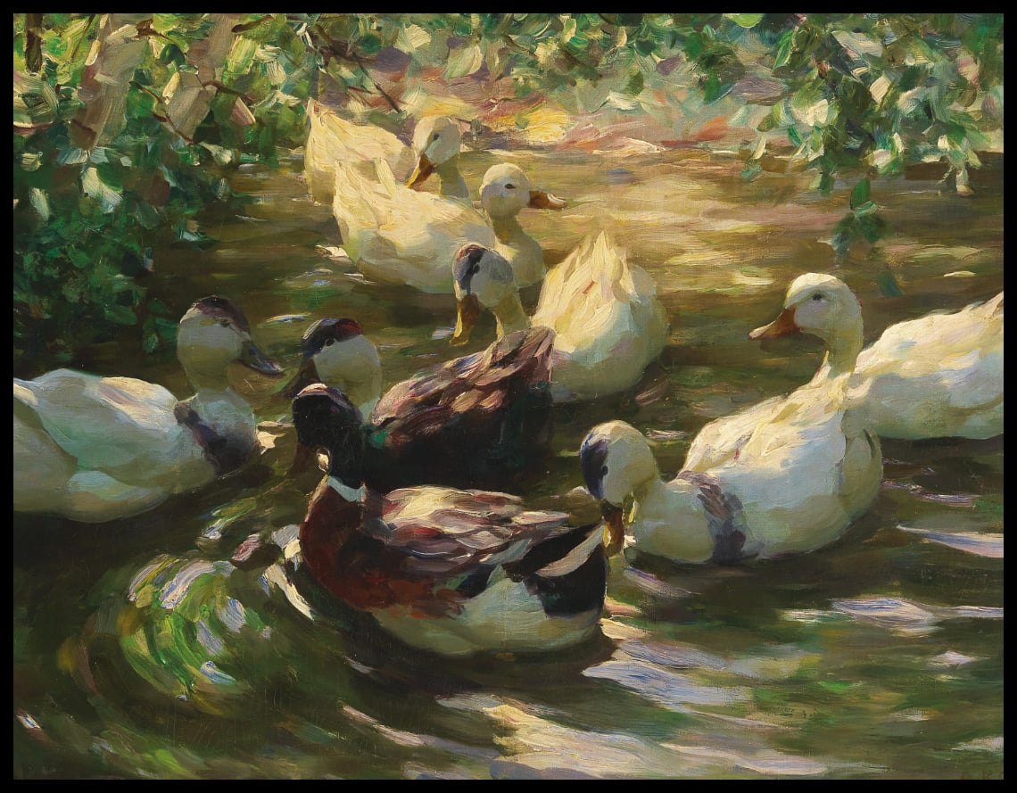 Ducks on a pond