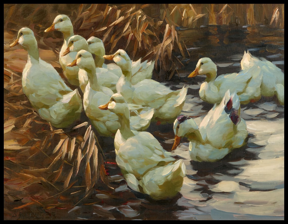 Ducks walking out of the water