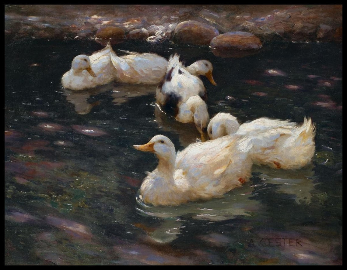 Ducks in the river