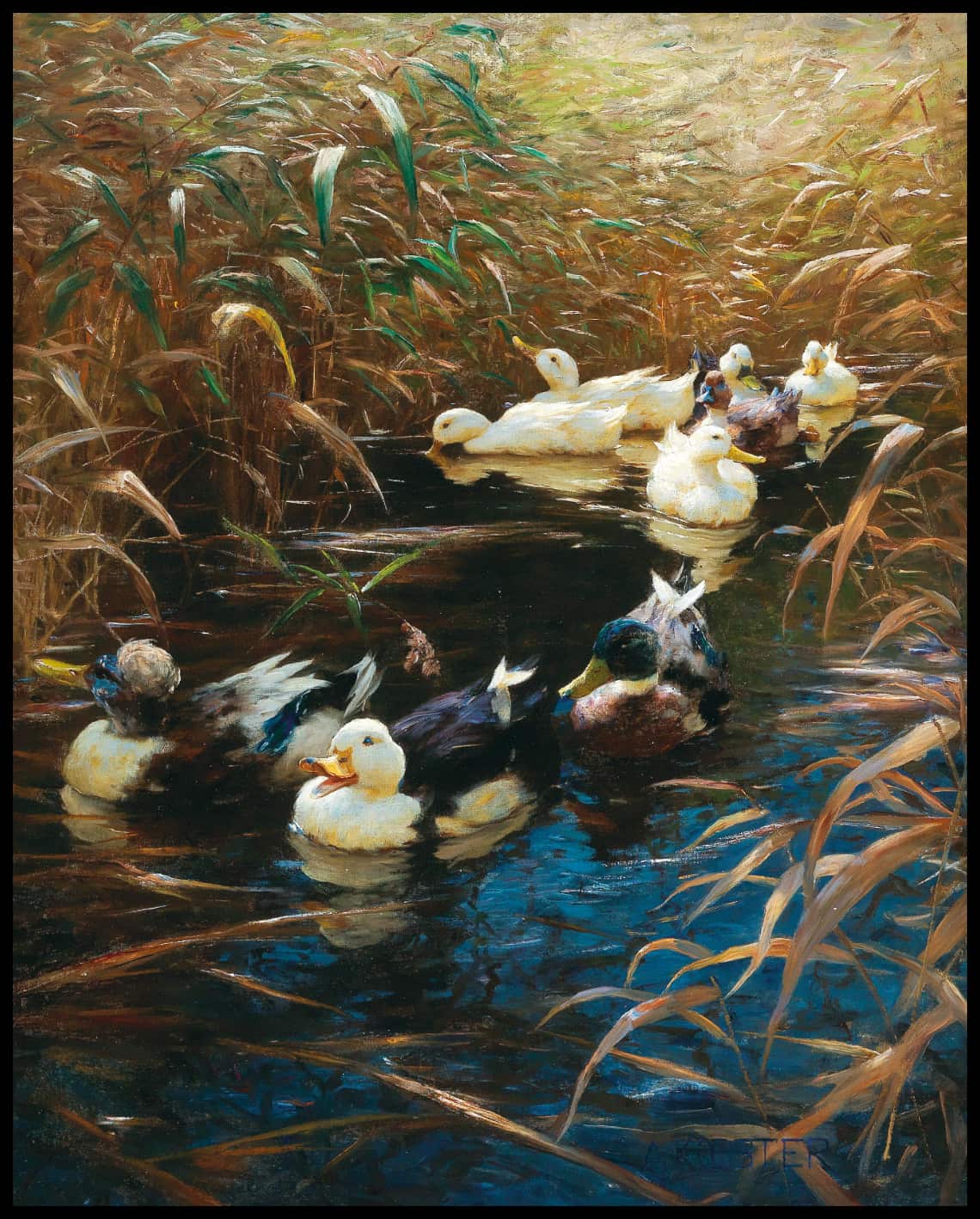 Ducks in the fall reeds