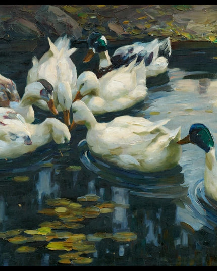 Enten im Seerosenteich nahe dem steinigen Ufer