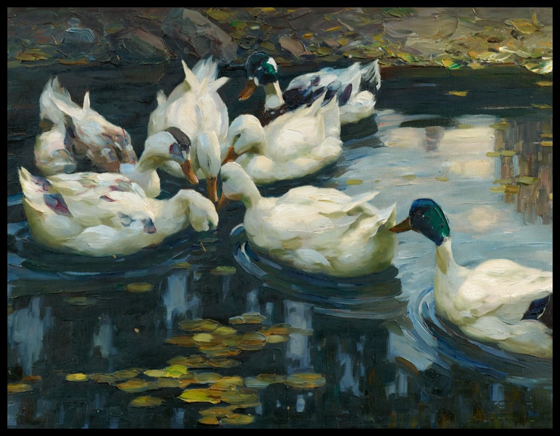 Ducks in the water lily pond near the stony shore