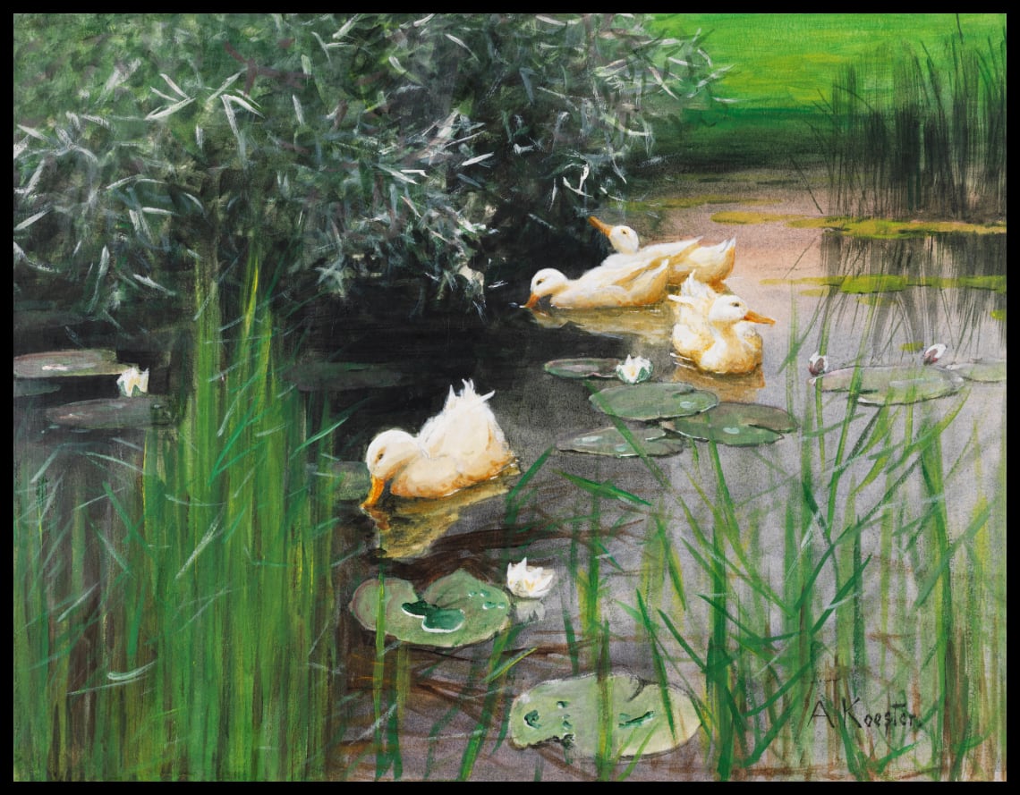 Ducks in the water lily pond