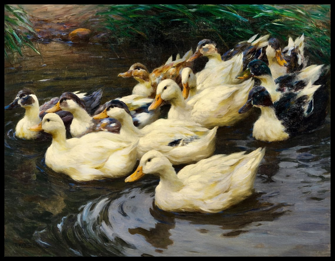 Ducks in the pond
