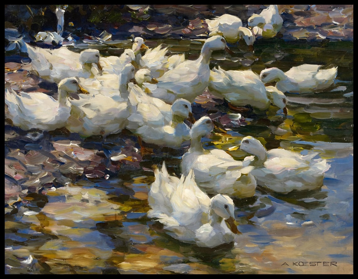 Ducks in the water