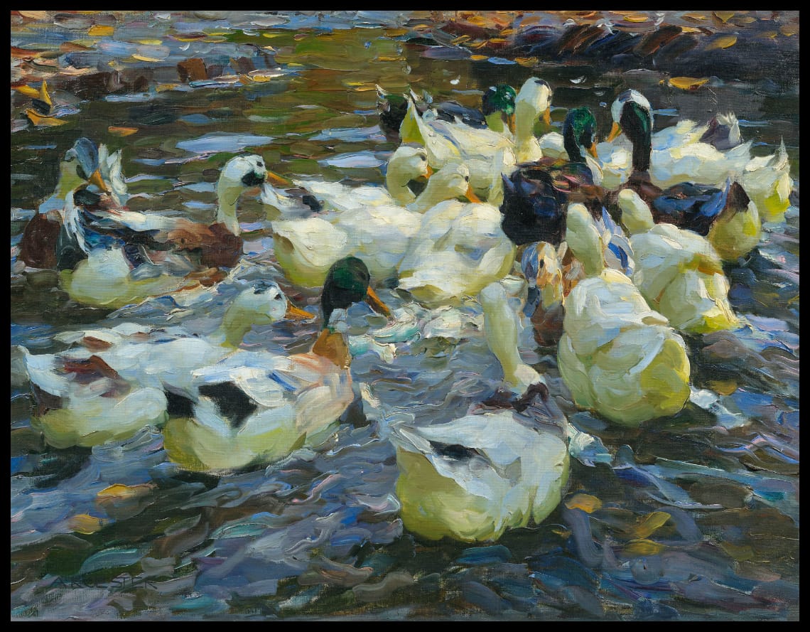 Ducks in the evening