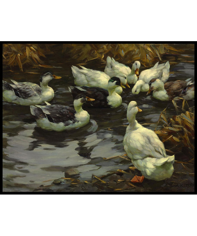 Enten in der Abendsonne