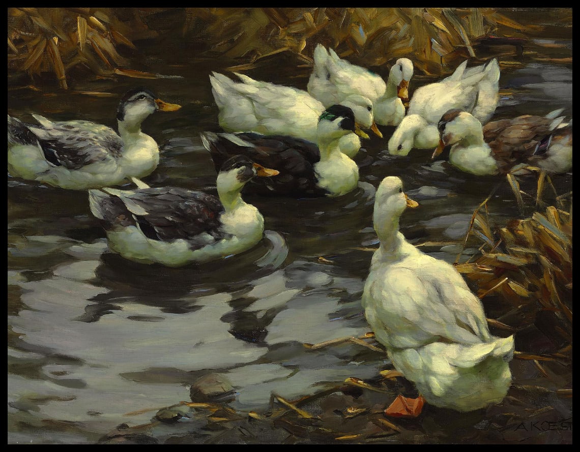 Ducks in the evening sun