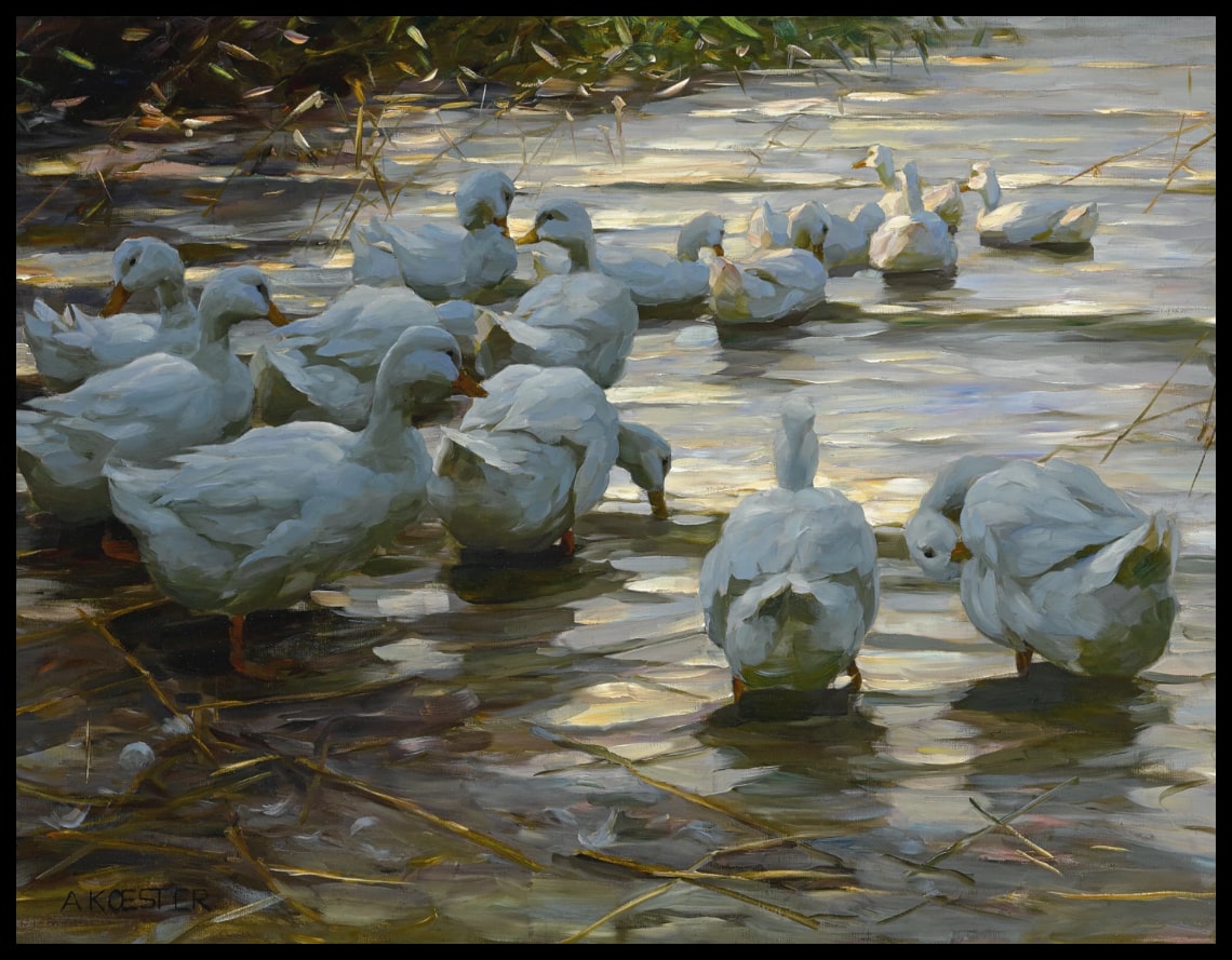 Ducks in shallow reed beds
