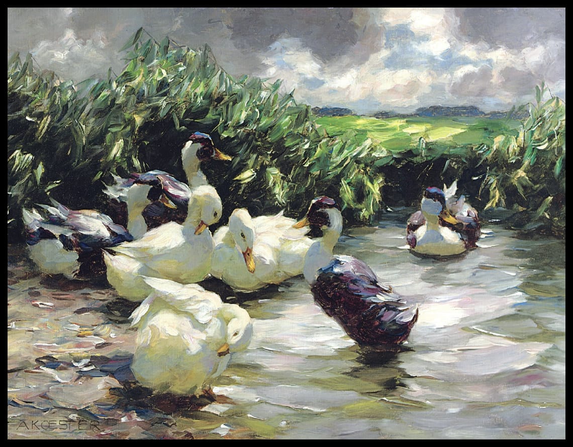 Ducks in green water