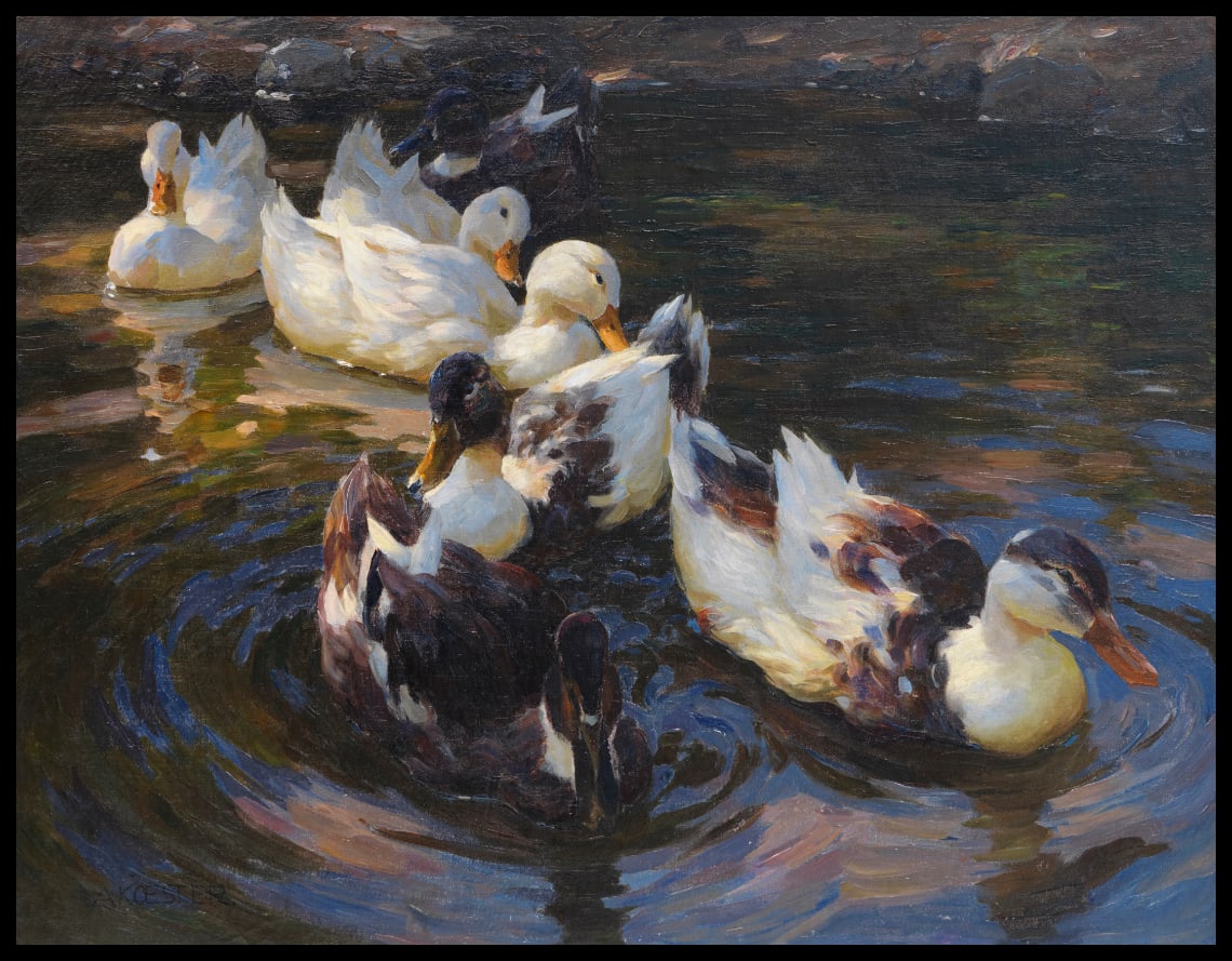 Ducks in the morning sun (Ducks in blue water)