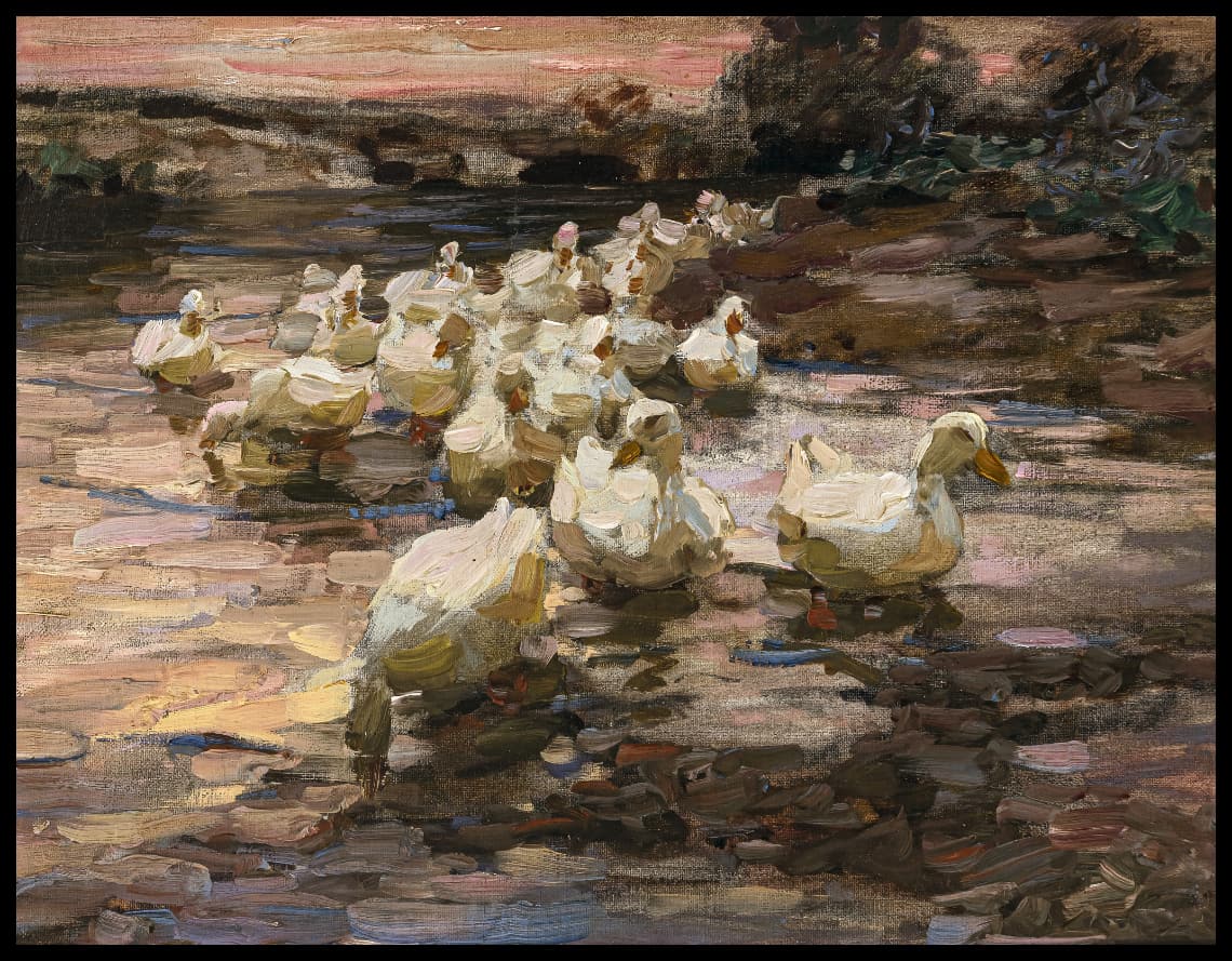 Ducks going to sea, sunset