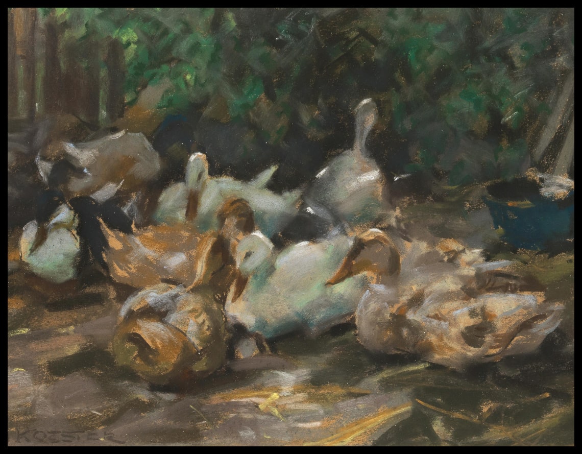 Ducks with feeding trough